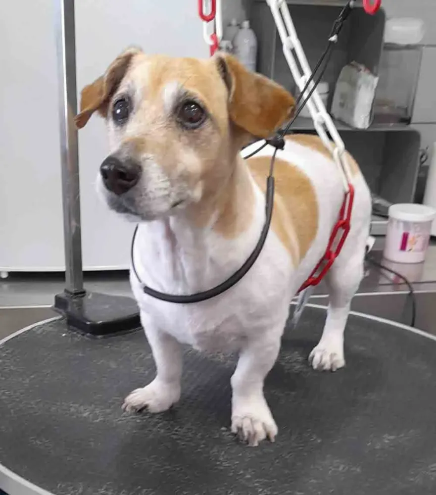 Toiletteur pour chiens près de Villelongue-De-La-Salanque