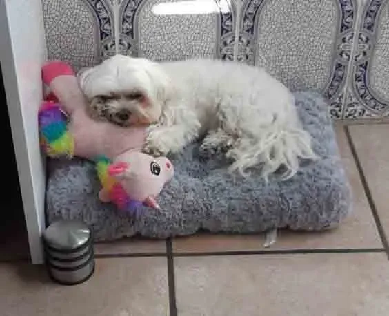 chien-apres-toilettage-saint-laurent