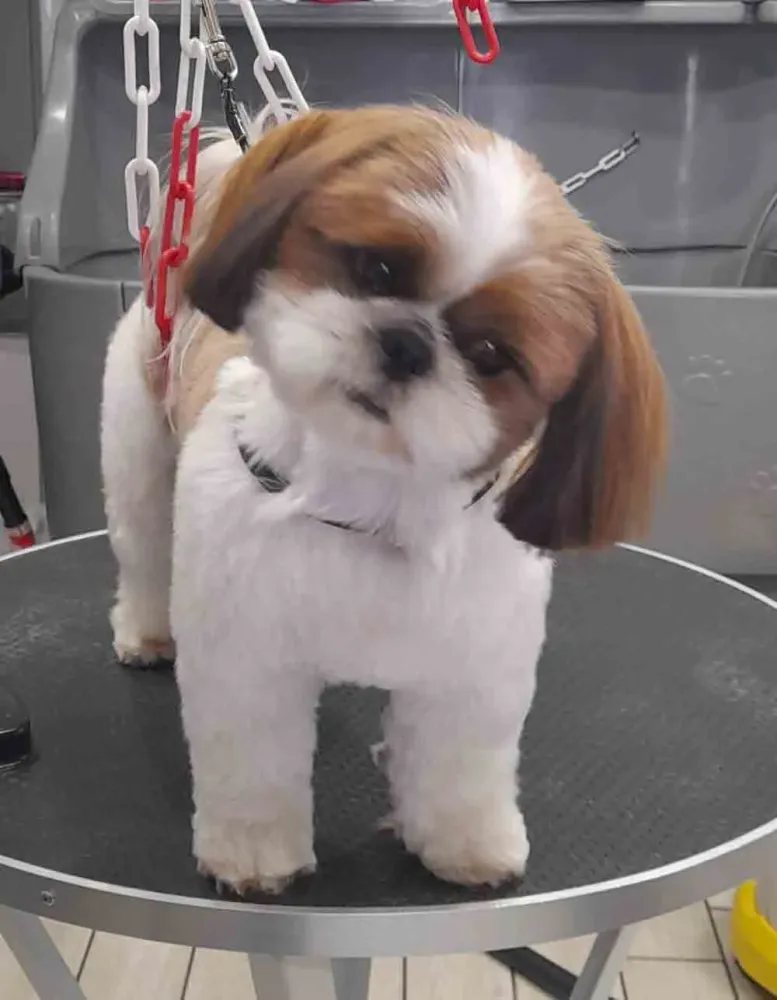 toilettage-canin-doux-saint-laurent