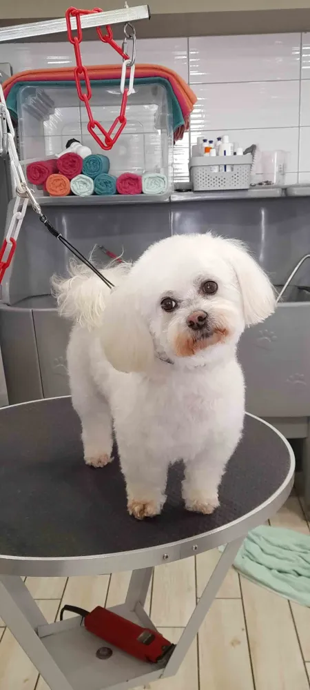 Shampoing pour chiens près de Villelongue-De-La-Salanque