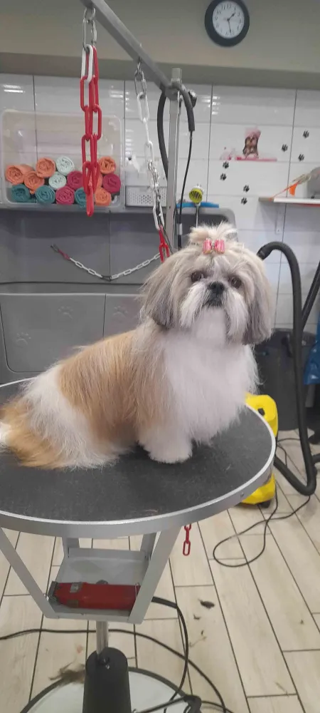 Accessoires pour chiens près de Villelongue-De-La-Salanque