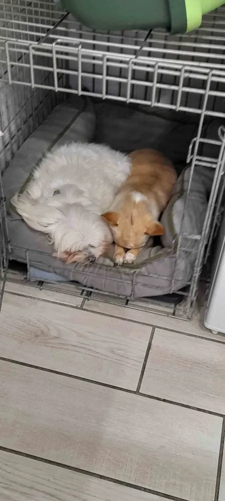 Toilettage canin 6
