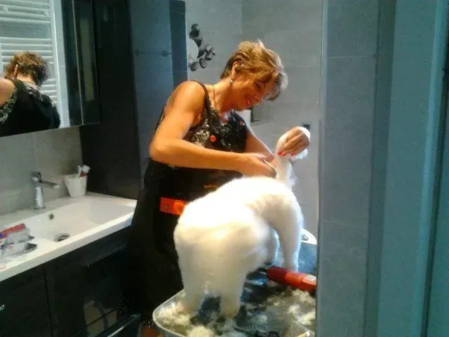 Hygiène pour chiens près de Villelongue-De-La-Salanque