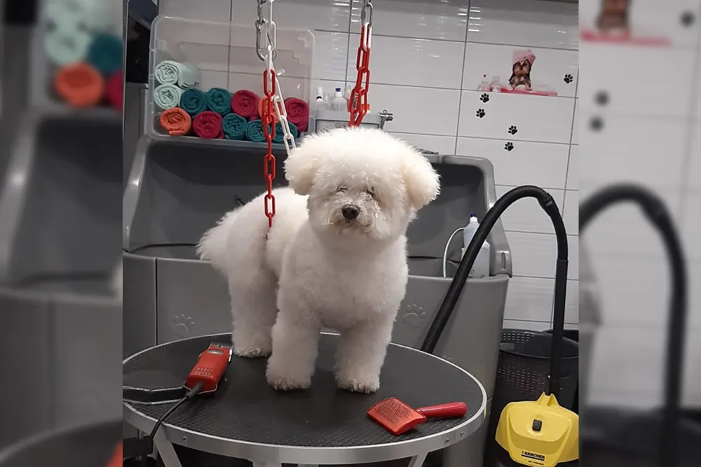 coupe-chien-soignee-salanque