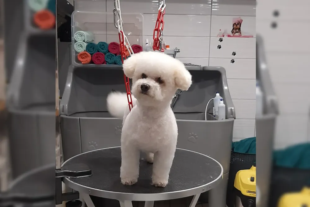 brushing-chien-toilette