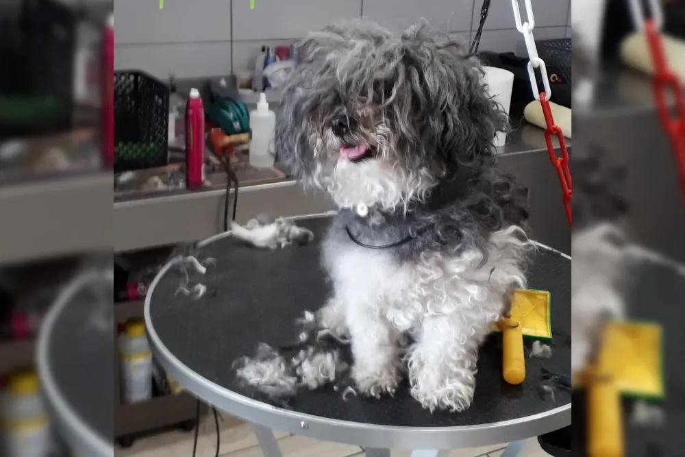 salon-toilettage-canin-interieur