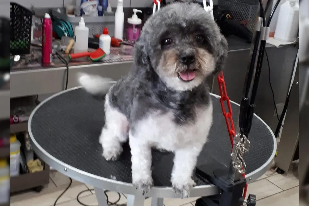 toilettage-esthetique-chien